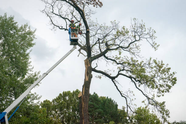 Leaf Removal in Mission Hills, CA