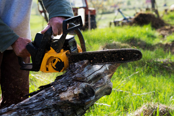 Trusted Mission Hills, CA Tree Removal Services Experts